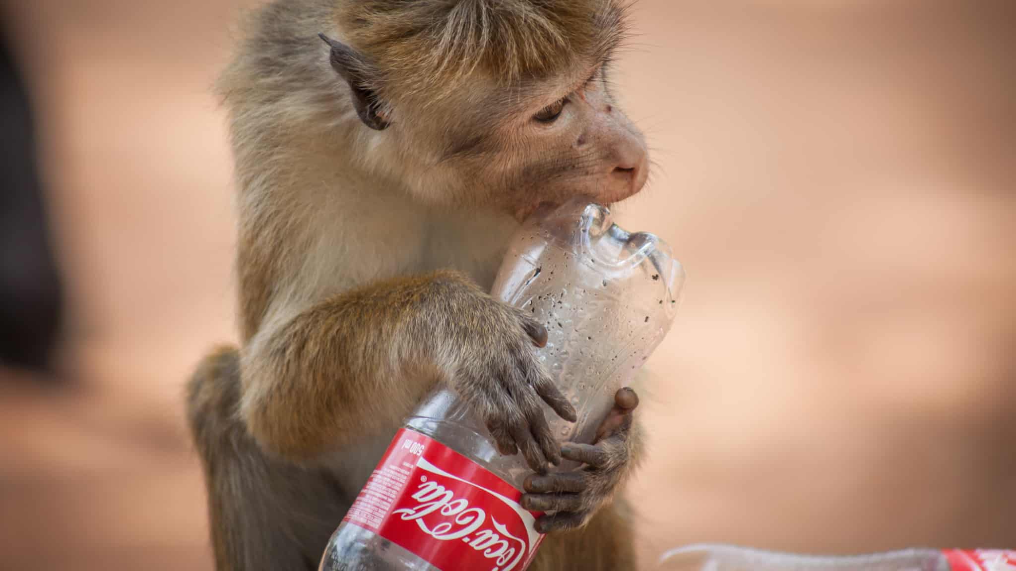 Sustainable Travel Tips: From Safaris and Supporting Local To Overtourism