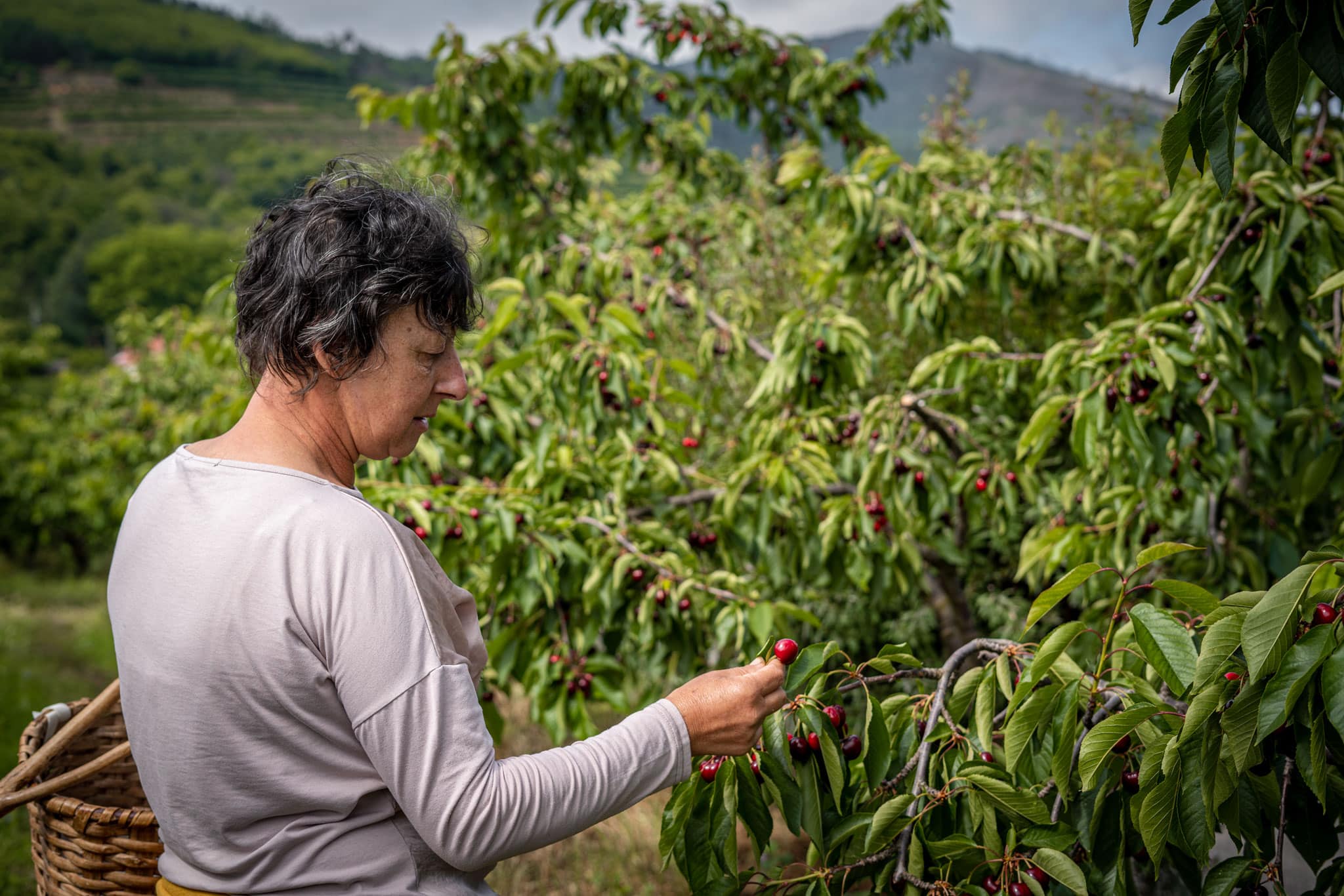 The Flavours of Fundão, Portugal’s Creative Cherry Capital